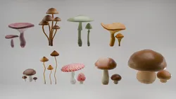 Forest mushrooms