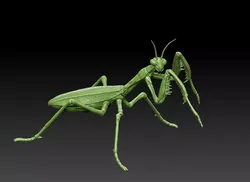 Mantis praying