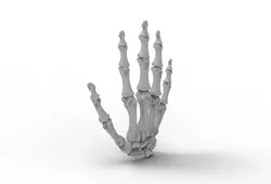 Skeleton Hand