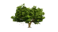 South African Sausage Trees Pack