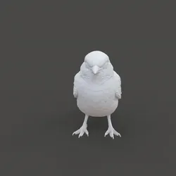 Sparrow