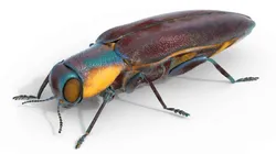 Agrilus Beetle insect