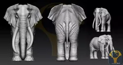 Elephant African