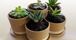 Plant Pot for 5 Plants with Tray