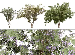 South African Tree Wisteria Collection
