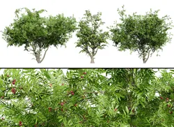 South African Wild Plum Tree Pack