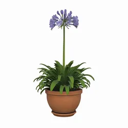Agapanthus Africanus Terracotta Pot Flower Bloom Large