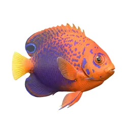Interruptus Angelfish