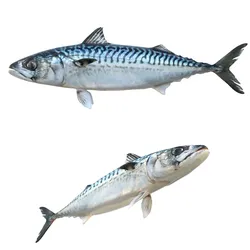 Mackerel fish