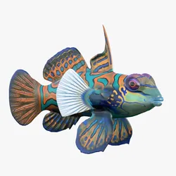 Mandarin fish