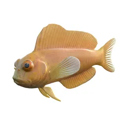 Midas Blenny