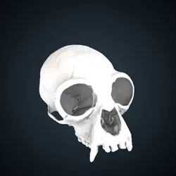 Nomascus concolor: Cranium