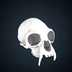 Nomascus leucogenys: Cranium