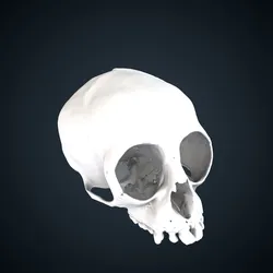 Nomascus leucogenys: Cranium