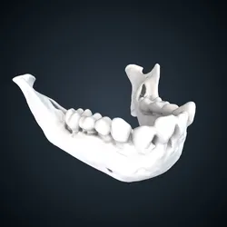Nomascus leucogenys: Mandible