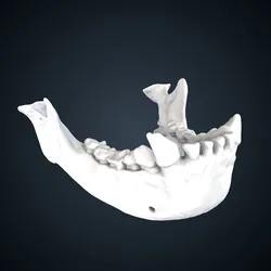 Nomascus leucogenys: Mandible