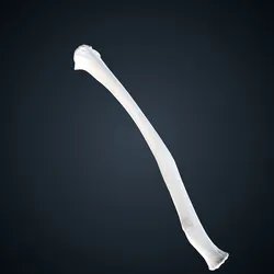 Pan troglodytes troglodytes: Radius Left