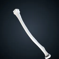 Pan troglodytes troglodytes: Radius Right