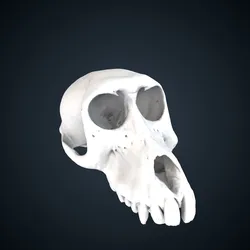 Papio hamadryas: Cranium