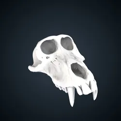 Papio papio: Cranium