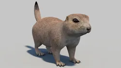 Prairie Dog