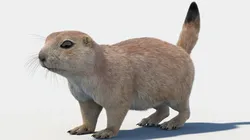 Prairie Dog with Fur