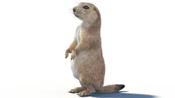 Rigged Prairie Dog Fur