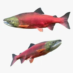 Sockeye Salmon fish