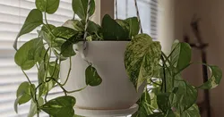 Hanging Pot with Drainage Dish