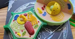 Plant and Animal Cell Models (MMU2S compatible)