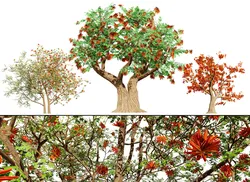 South African Erythrina lysistemon Tree