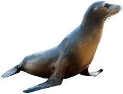 Seal Animal Model Toy
