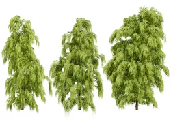 South African Podocarpus Henkelii Pack