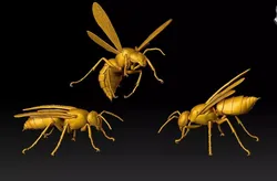 Wasp three different poses and nest