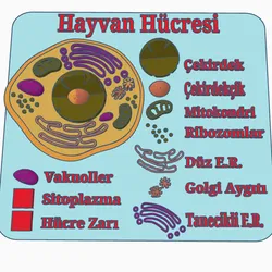 animal cell