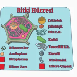 Plant Cell