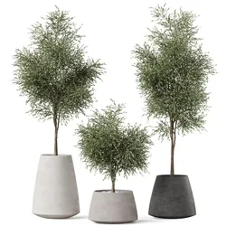 Plants collection 904