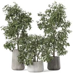 Plants collection 906