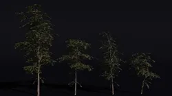 The Red Cherry Tree