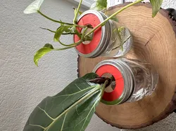 Mason jar plant propagation lid
