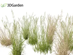 Arrhenatherum elatius - False oat-grass 01