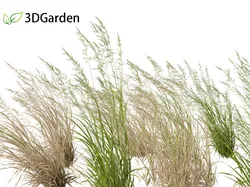 Arrhenatherum elatius - False oat-grass 02