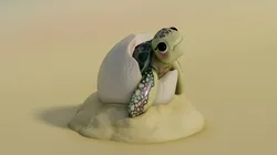 Baby Turtle