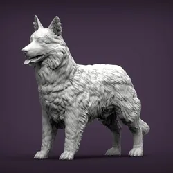 Border Collie