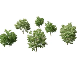 Catalpa speciosa - Northern catalpa