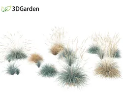 Helictotrichon sempervirens - Blue oat grass 01
