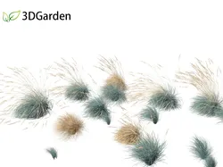 Helictotrichon sempervirens - Blue oat grass 02