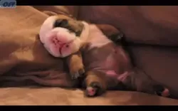 Suporte Alexa Echo Dot 4a e 5a Geração Bulldog Francês Dormindo no Travesseiro