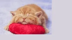 Suporte Alexa Echo Dot 4a e 5a Geração Sleeping Cat On Pillow