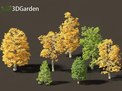 Tilia cordata - littleleaf linden